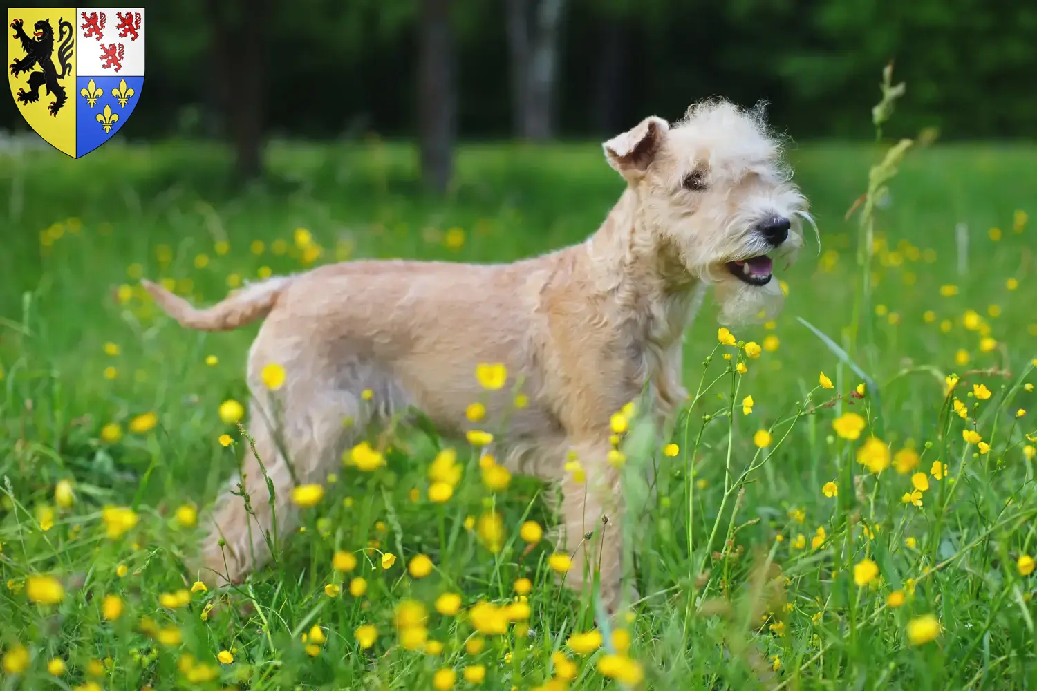 Lakeland Terrier chiots et éleveurs Hauts-de-France Ici, tu trouveras des éleveurs de Lakeland Terrier en Hauts-de-France.