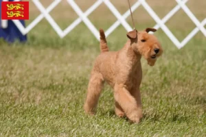 Lire la suite à propos de l’article Éleveurs de Lakeland Terrier et chiots en Normandie