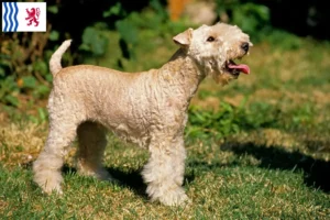 Lire la suite à propos de l’article Éleveurs de Lakeland Terrier et chiots en Nouvelle-Aquitaine