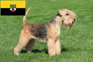 Lire la suite à propos de l’article Éleveurs de Lakeland Terriers et chiots en Saxe-Anhalt