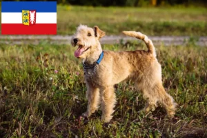 Lire la suite à propos de l’article Lakeland Terrier éleveurs et chiots dans le Schleswig-Holstein