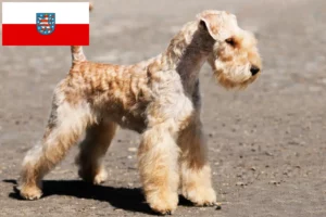 Lire la suite à propos de l’article Éleveurs de Lakeland Terrier et chiots en Thuringe