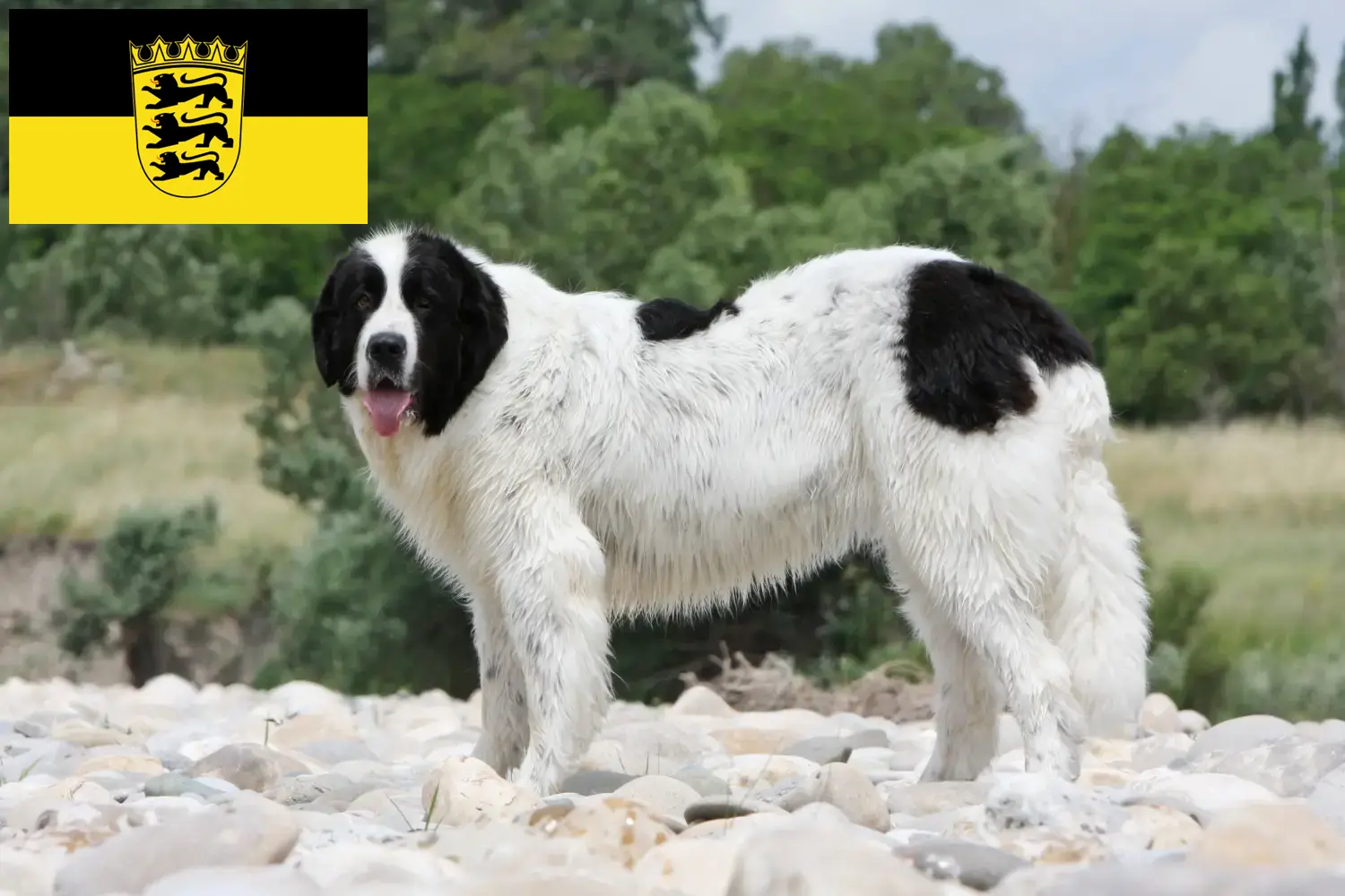 Landseer chiots et éleveurs Baden-Württemberg Ici, tu trouveras des éleveurs de Landseer en Baden-Württemberg.