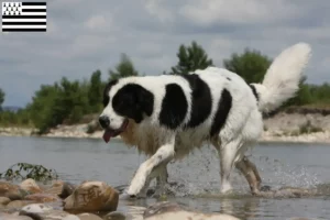 Lire la suite à propos de l’article Éleveurs de Landseer et chiots en Bretagne