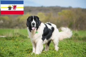 Lire la suite à propos de l’article Éleveurs de Landseer et chiots dans le Mecklembourg-Poméranie occidentale