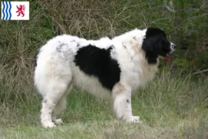 Lire la suite à propos de l’article Éleveurs de Landseer et chiots en Nouvelle-Aquitaine