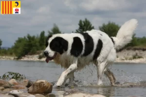 Lire la suite à propos de l’article Eleveurs de Landseer et chiots en Provence-Alpes-Côte d’Azur