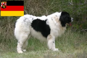 Lire la suite à propos de l’article Éleveurs de Landseer et chiots en Rhénanie-Palatinat