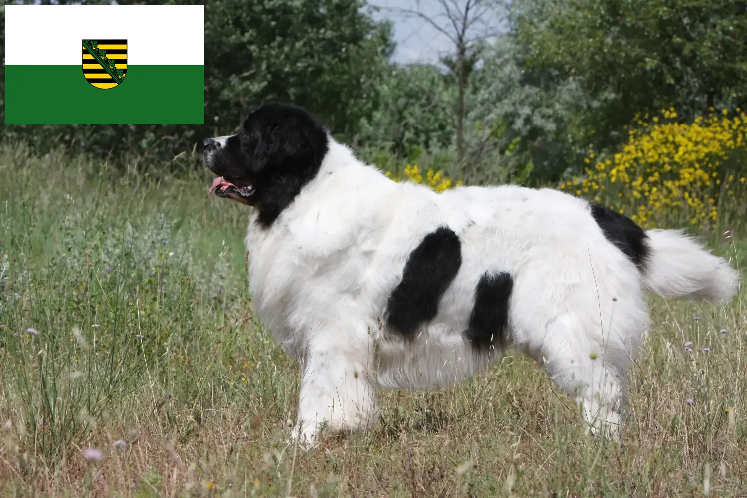 Landseer chiots et éleveurs Saxe Ici, tu trouveras des éleveurs de Landseer en Saxe.