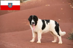 Lire la suite à propos de l’article Éleveurs de Landseer et chiots en Thuringe