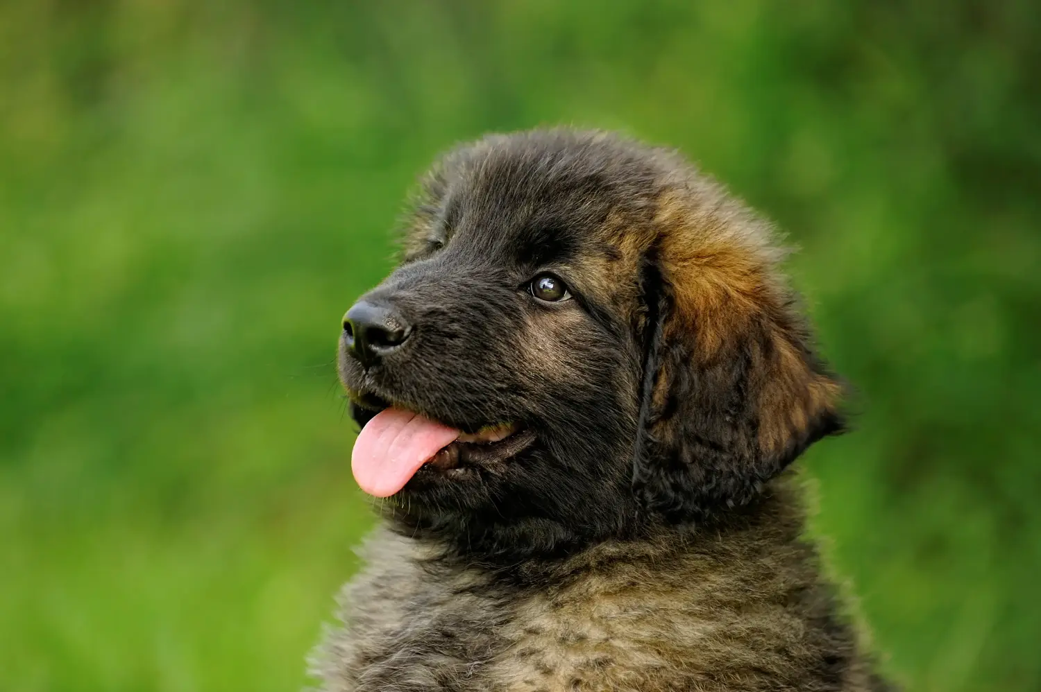 Acheter un chiot Leonberger, c'est prendre des responsabilités ! Acheter des chiots Leonberger.