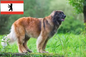 Lire la suite à propos de l’article Eleveurs de Leonberger et chiots à Berlin