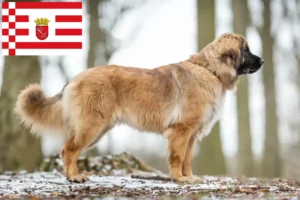 Lire la suite à propos de l’article Eleveurs de Leonberger et chiots à Brême