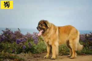 Lire la suite à propos de l’article Eleveurs de Leonberger et chiots en Flandre