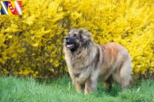 Lire la suite à propos de l’article Eleveurs de Leonberger et chiots en Grand Est
