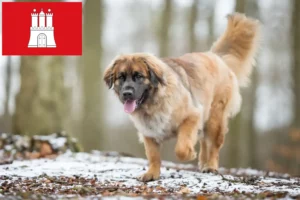 Lire la suite à propos de l’article Éleveurs de Leonberger et chiots à Hambourg