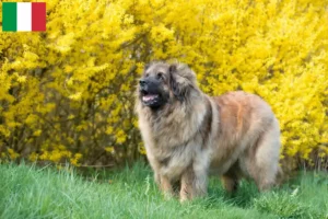 Lire la suite à propos de l’article Eleveurs de Leonberger et chiots en Italie