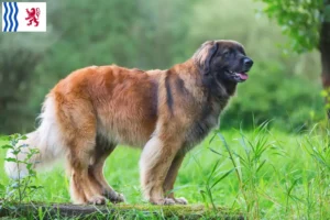 Lire la suite à propos de l’article Eleveurs de Leonberger et chiots en Nouvelle-Aquitaine