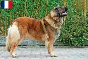 Lire la suite à propos de l’article Eleveurs de Leonberger et chiots à la Réunion