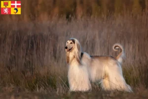 Lire la suite à propos de l’article Éleveurs de lévriers afghans et chiots en Auvergne-Rhône-Alpes