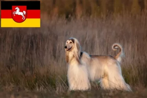 Lire la suite à propos de l’article Éleveurs de lévriers afghans et chiots en Basse-Saxe