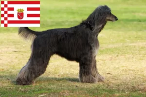 Lire la suite à propos de l’article Éleveurs de lévriers afghans et de chiots à Brême