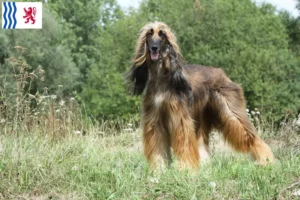 Lire la suite à propos de l’article Éleveurs de lévriers afghans et chiots en Nouvelle-Aquitaine