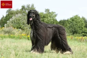 Lire la suite à propos de l’article Éleveurs de lévriers afghans et chiots en Occitanie