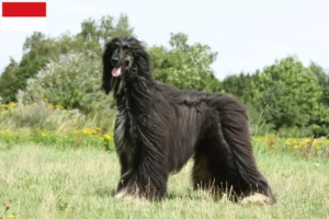 Lire la suite à propos de l’article Éleveurs de lévriers afghans et chiots à Vienne
