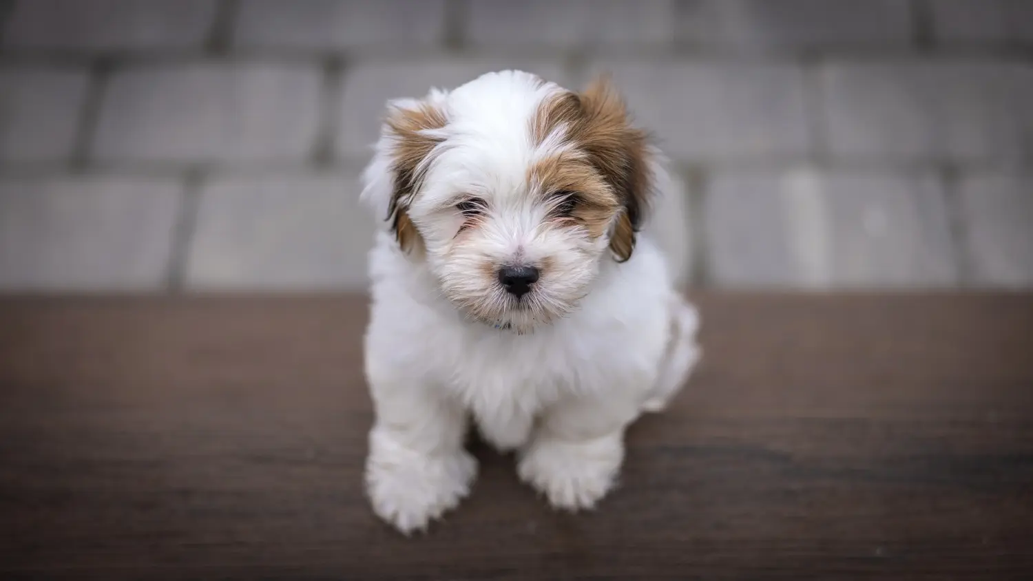 Acheter un chiot Lhassa Apso, c'est prendre ses responsabilités ! Acheter des chiots Lhassa Apso.