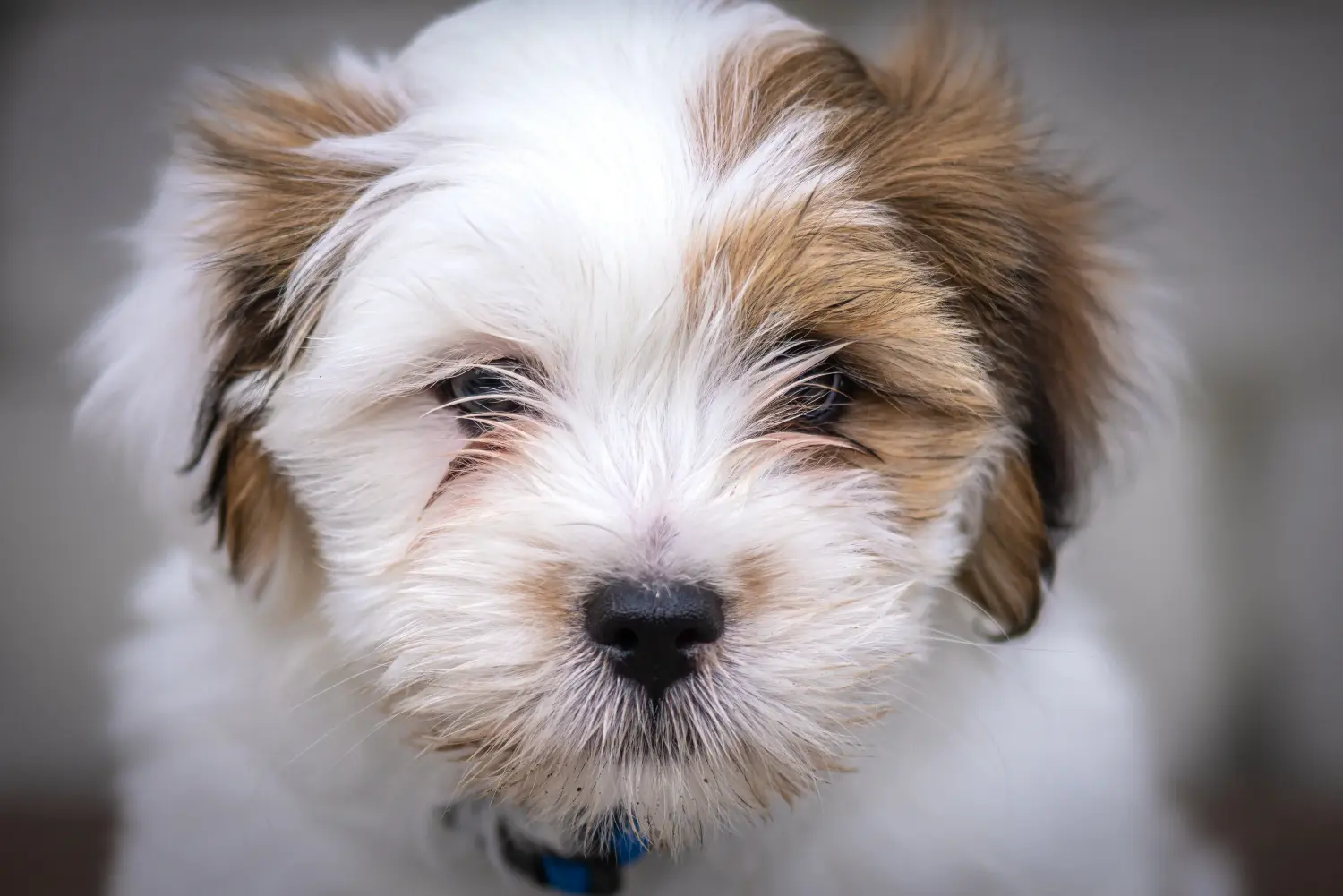 Acheter un chiot Lhassa Apso, c'est prendre ses responsabilités ! Acheter des chiots Lhassa Apso.