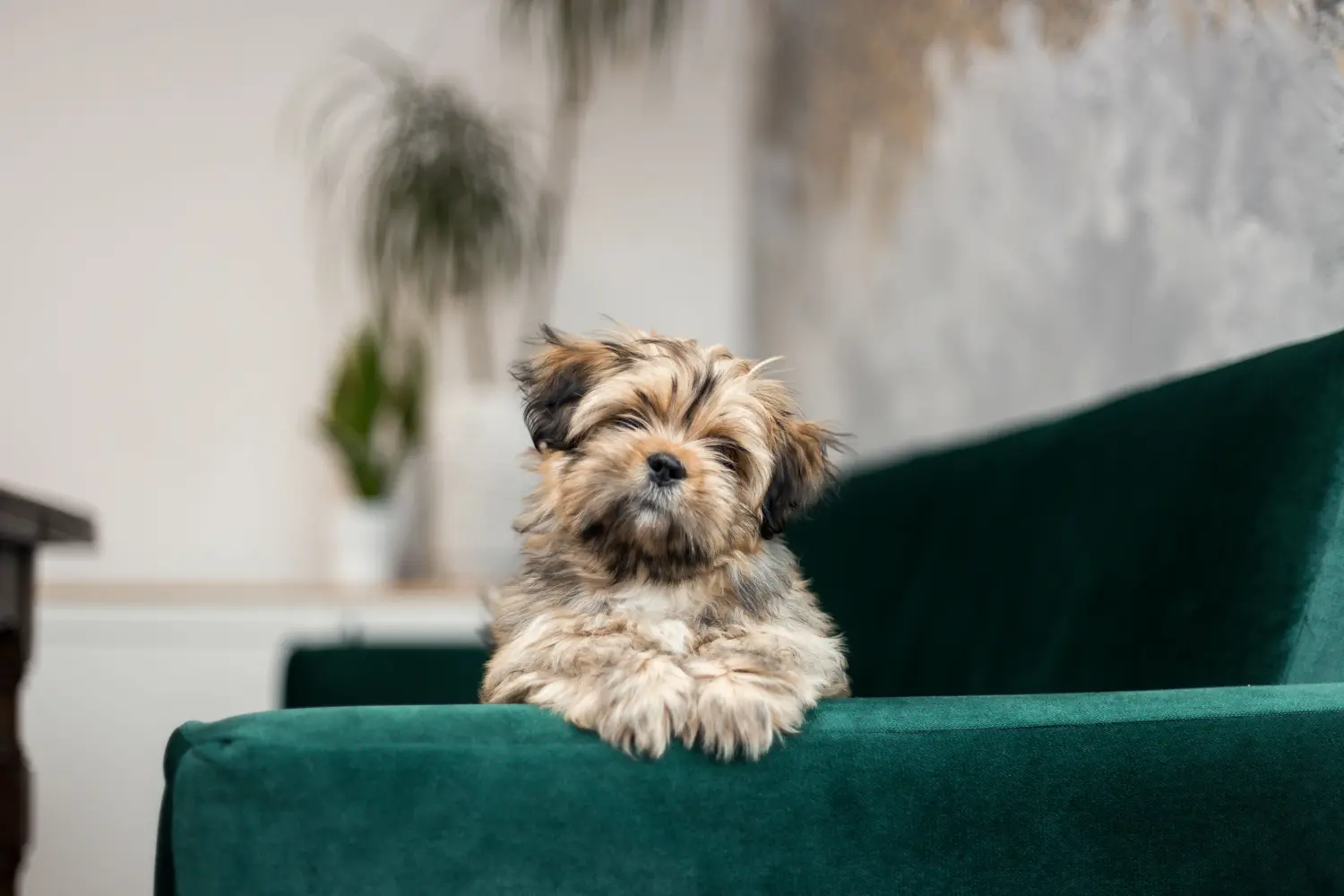Acheter un chiot Lhassa Apso, c'est prendre ses responsabilités ! Acheter des chiots Lhassa Apso.