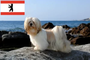 Lire la suite à propos de l’article Lhasa Apso éleveurs et chiots à Berlin