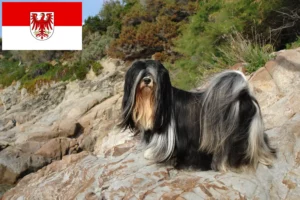 Lire la suite à propos de l’article Lhasa Apso éleveurs et chiots dans le Brandebourg