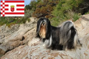 Lire la suite à propos de l’article Lhasa Apso éleveurs et chiots à Brême