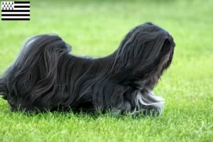 Lire la suite à propos de l’article Éleveurs de Lhassa Apso et chiots en Bretagne