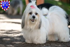 Lire la suite à propos de l’article Éleveurs de Lhassa Apso et chiots en Centre-Val de Loire