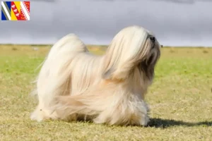 Lire la suite à propos de l’article Éleveurs de Lhassa Apso et chiots en Grand Est