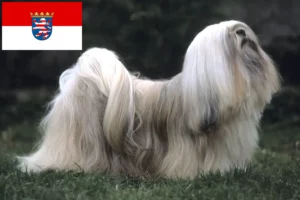 Lire la suite à propos de l’article Lhasa Apso éleveurs et chiots en Hesse