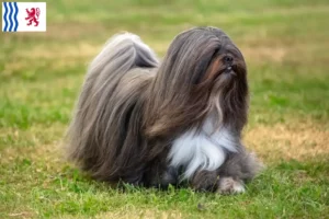 Lire la suite à propos de l’article Éleveurs de Lhassa Apso et chiots en Nouvelle-Aquitaine