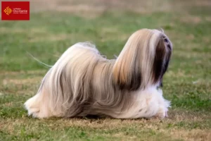 Lire la suite à propos de l’article Éleveurs de Lhassa Apso et chiots en Occitanie
