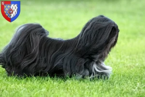 Lire la suite à propos de l’article Éleveurs de Lhassa Apso et chiots en Pays de la Loire