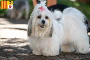 Lire la suite à propos de l’article Éleveurs de Lhassa Apso et chiots en Provence-Alpes-Côte d’Azur