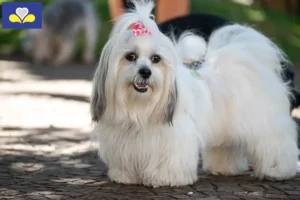 Lire la suite à propos de l’article Éleveurs de Lhassa Apso et chiots en Région de Bruxelles-Capitale