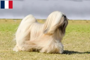 Lire la suite à propos de l’article Éleveurs de Lhassa Apso et chiots à la Réunion