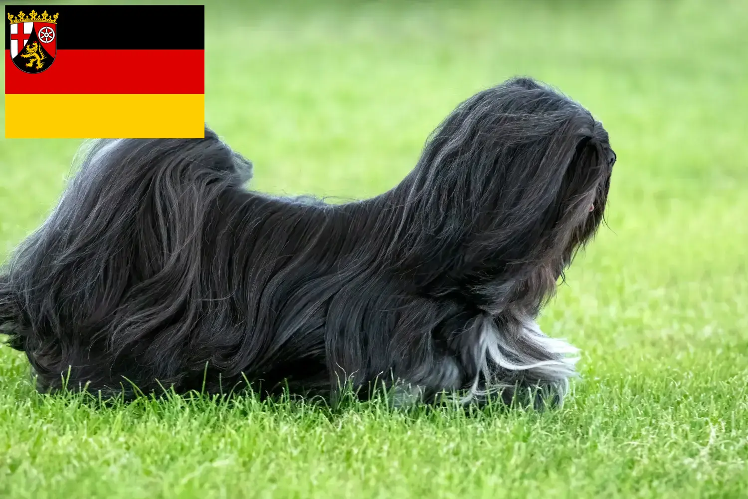 Lhasa Apso chiots et éleveurs Rhénanie-Palatinat Ici tu trouves des éleveurs de Lhasa Apsos en Rhénanie-Palatinat.
