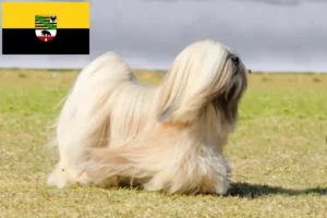 Lire la suite à propos de l’article Lhasa Apso éleveurs et chiots en Saxe-Anhalt