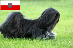 Lire la suite à propos de l’article Éleveurs de Lhassa Apso et chiots en Thuringe