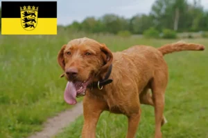 Lire la suite à propos de l’article Magyar Vizsla éleveurs et chiots en Baden-Württemberg