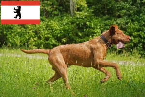 Lire la suite à propos de l’article Magyar Vizsla éleveurs et chiots à Berlin
